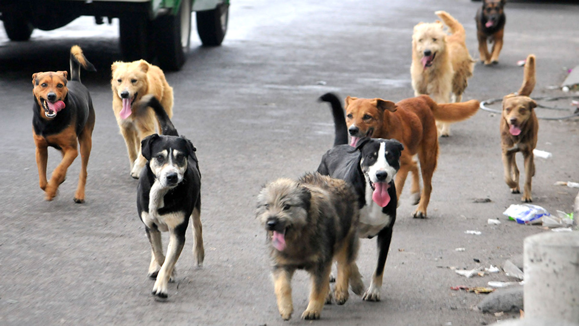 La Alarmante Situación De Las “plagas” De Perros Abandonados En Las