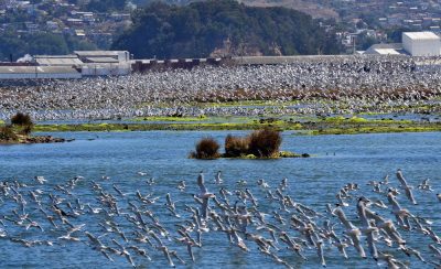 Aves en Humedal Rocuant-Andalién, Talcahuano, Región del Biobío.