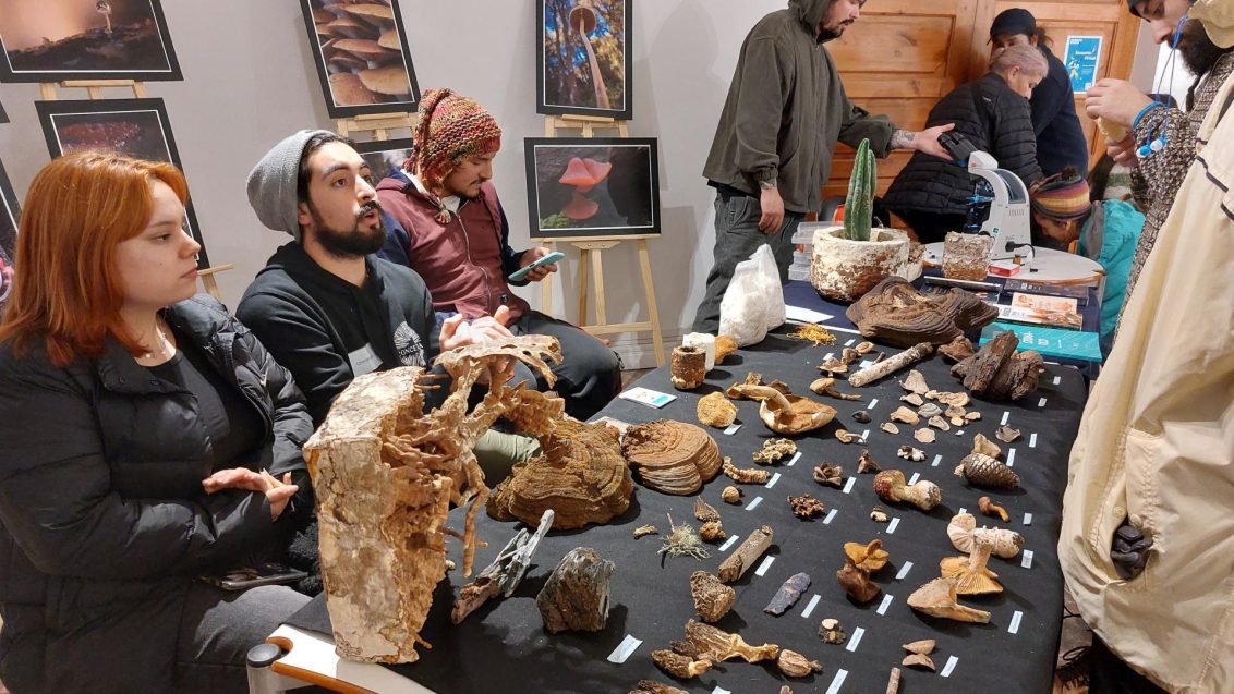 Festival Fungi de Concepción.
